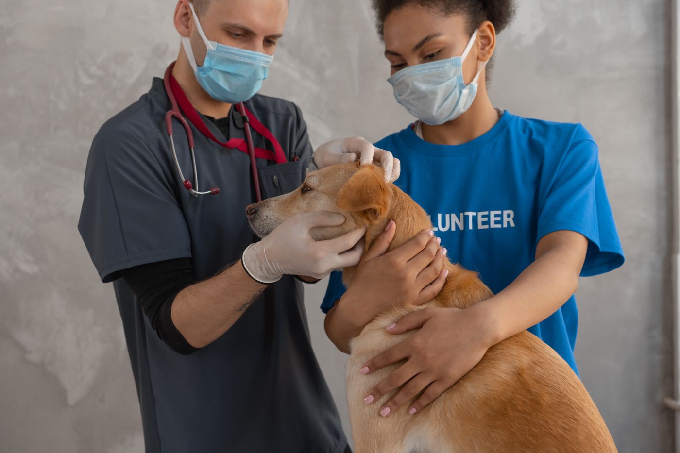 A veterinarian and volunteer examine a dog during a health check at an animal clinic